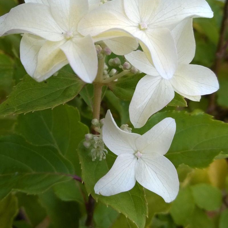 Hortensia 'Magical® Starlight'