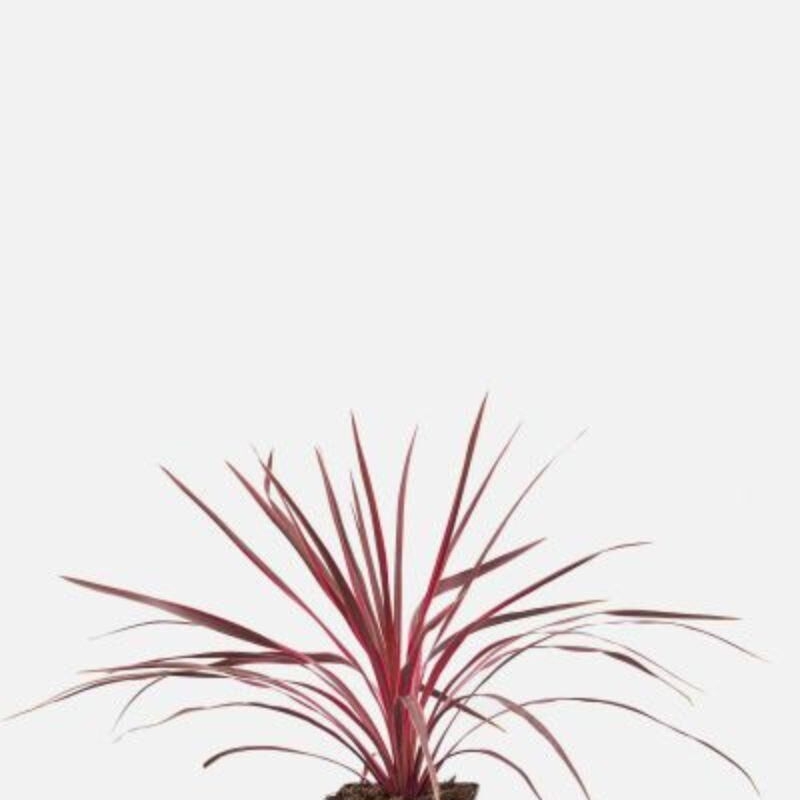 Cordyline 'Cherry Sensation'