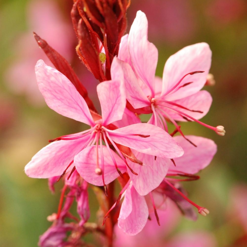 Gaura 'Lillipop Pink'