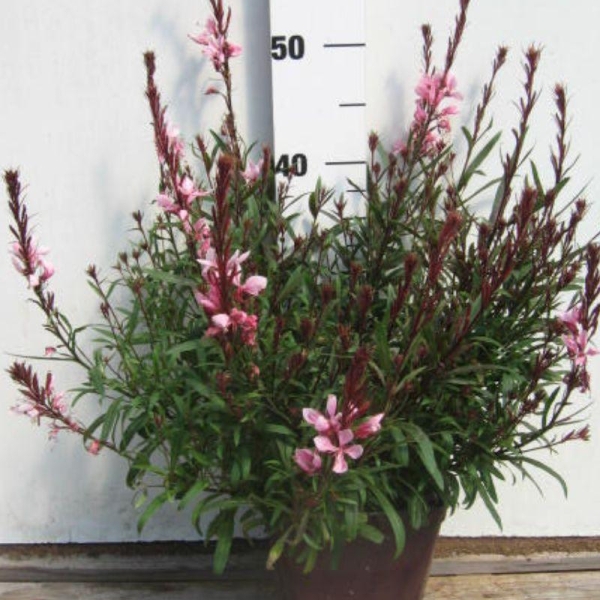 Gaura 'Passionate Blush'