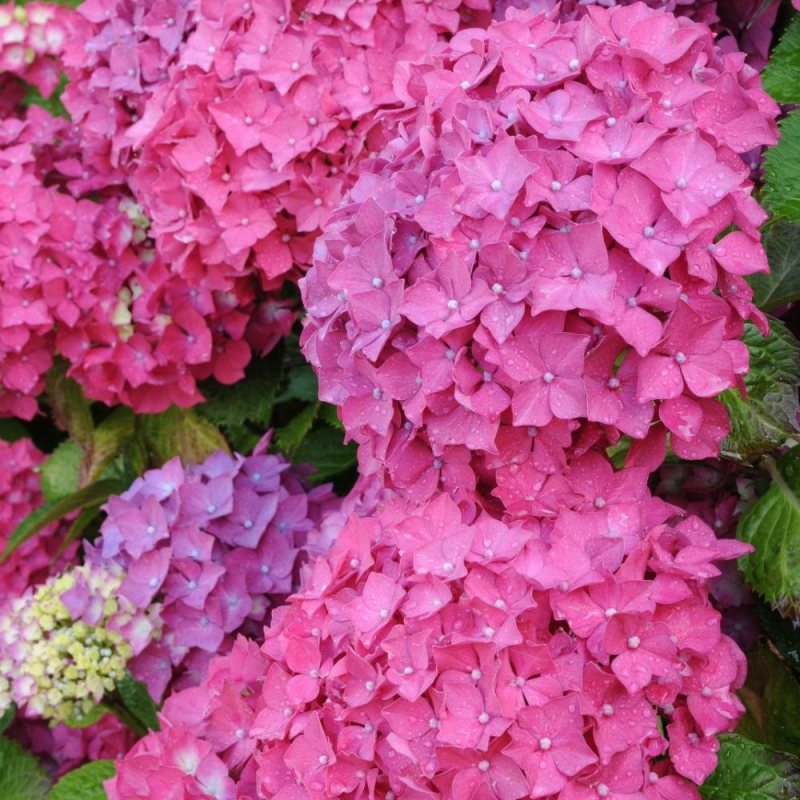 Hortensia 'Rosita'