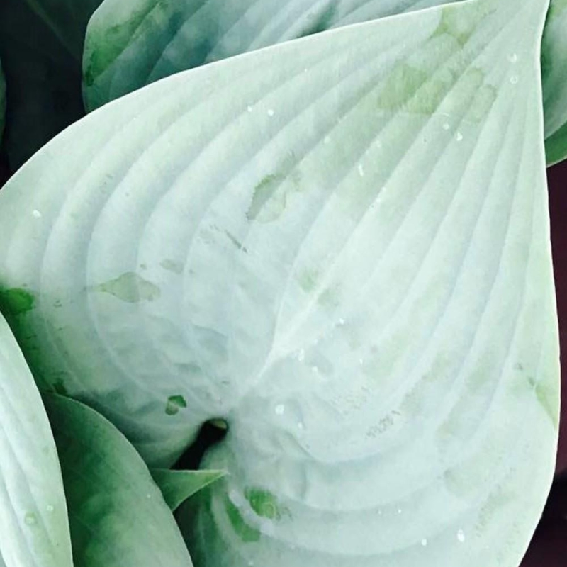 Hosta 'Fragrant Blue'