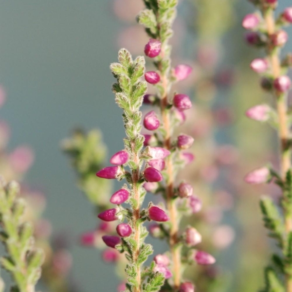 Bruyère d'été 'Silvana'