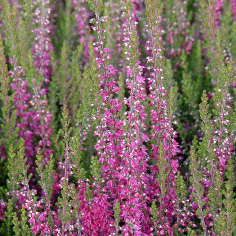 Bruyère d'été 'Roter Oktober'