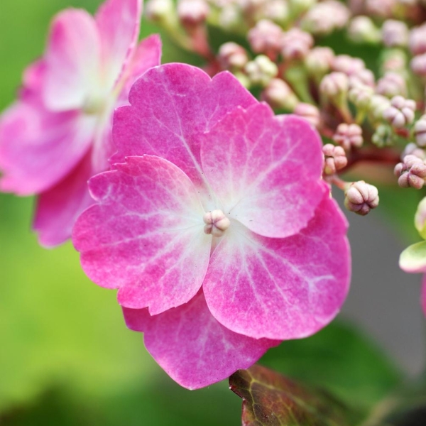 Hortensia 'Cotton Candy'