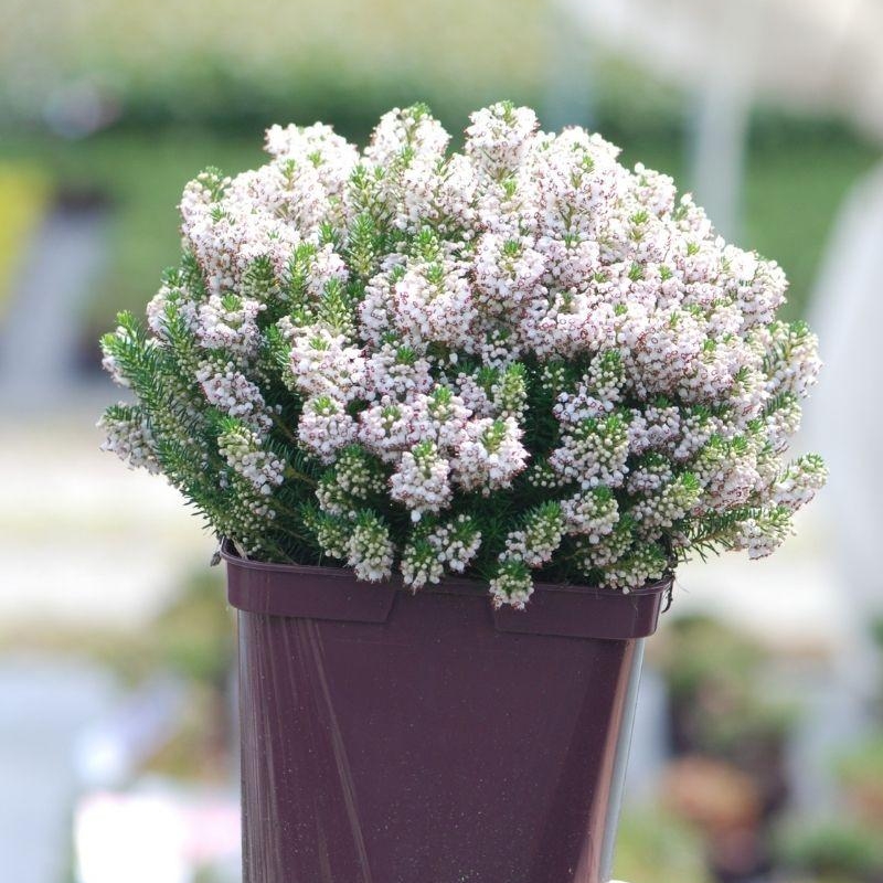 Bruyère vagabonde 'Alba'