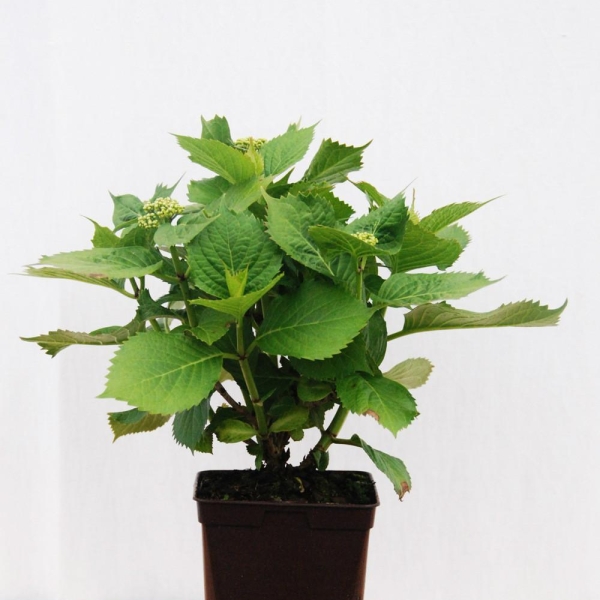 Hortensia 'Red Baron'