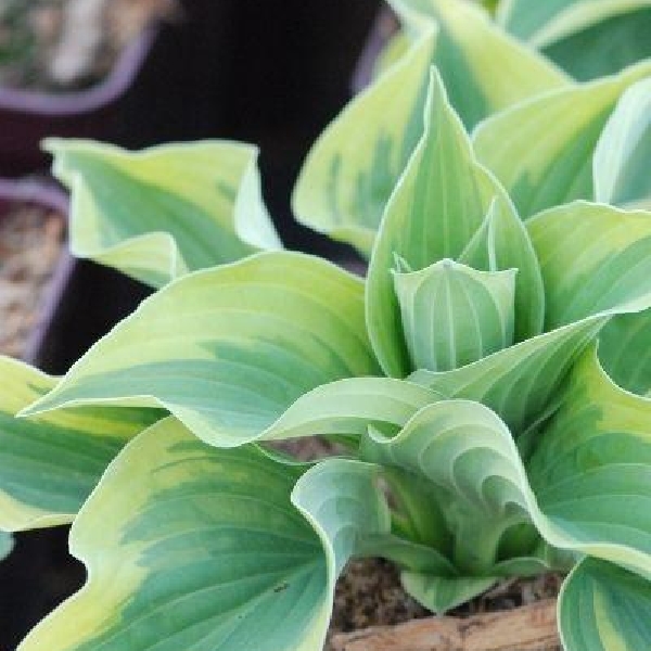 Hosta 'Wide Brim'