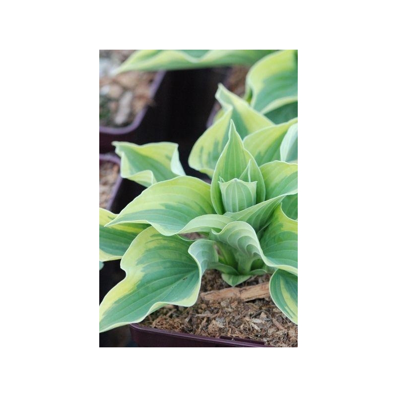 Hosta 'Wide Brim'