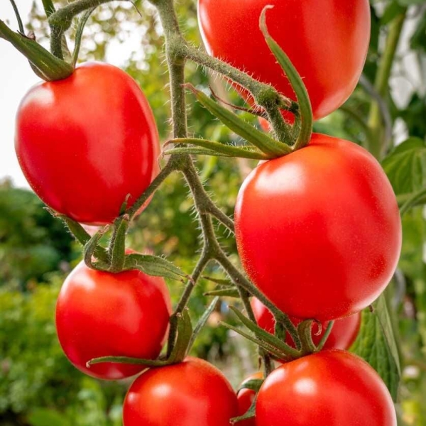 Graines de tomates bio Roma