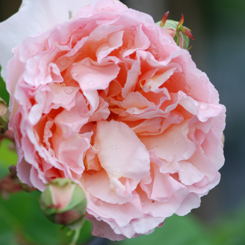 Rosier 'Princesse Charlène de Monaco'®