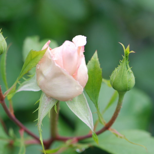 Rosier André Le Nôtre® Romantica® 'Meiceppus'