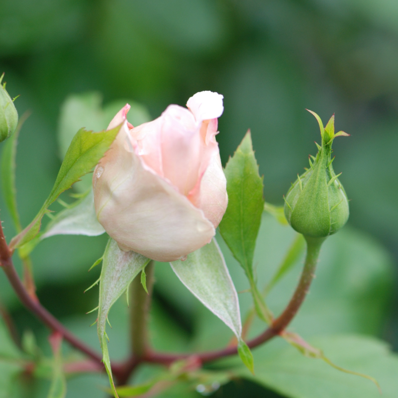 Rosier André Le Nôtre® Romantica® 'Meiceppus'