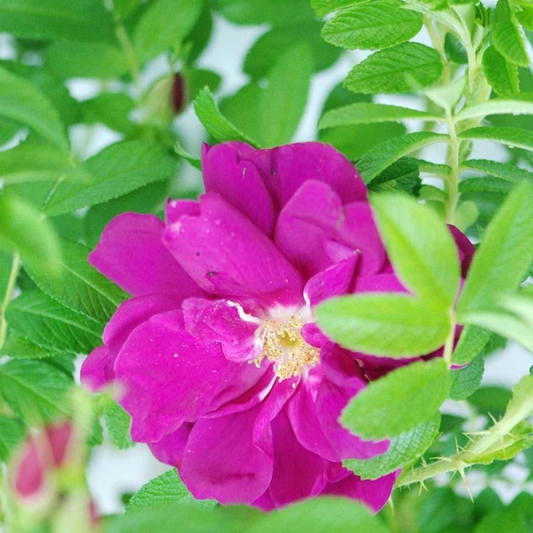 Rosier rugosa 'Exception'®