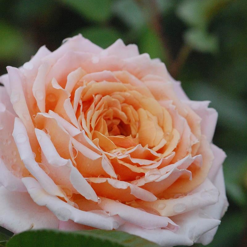 Rosier 'Grande Duchesse Louise'®