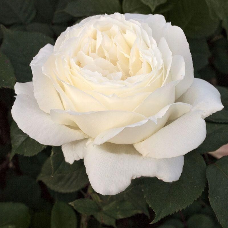 Rosier Meilland 'Jeanne Moreau'