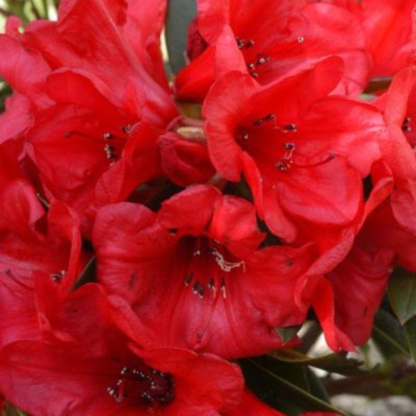 Rhododendron 'Elizabeth' pourpre