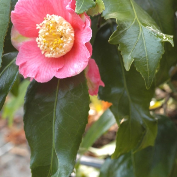 Camelia 'Fishtail '