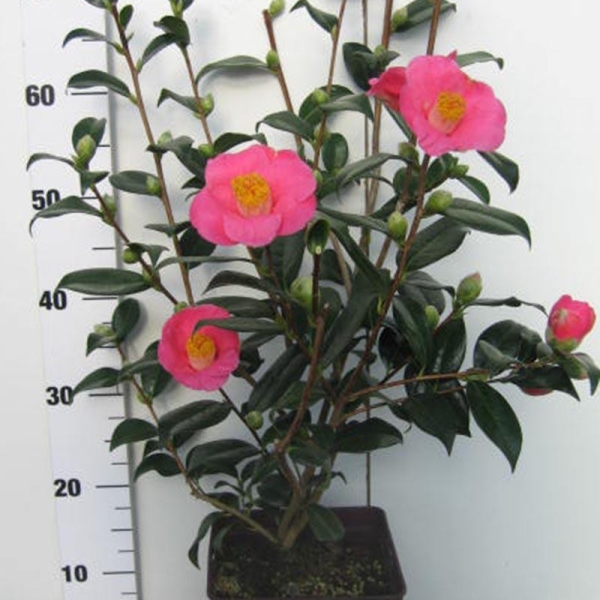 Camelia 'St Ewe'