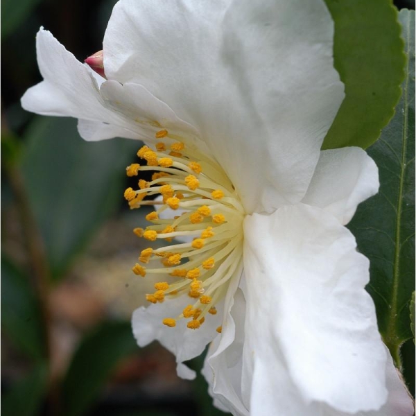 Camélia 'Narcissiflora'