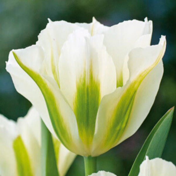 7 bulbes Tulipes Spring Green