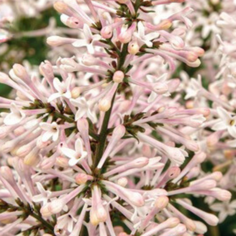 Lilas de Patula dream cloud - Syringa patula dream cloud Pot 3L