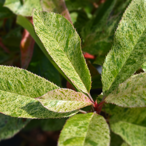 Photinia pink crispy - Photinia pink crispy Pot 2L