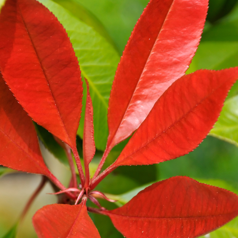 Photinia little red robin - Photinia little red robin Pot 2L