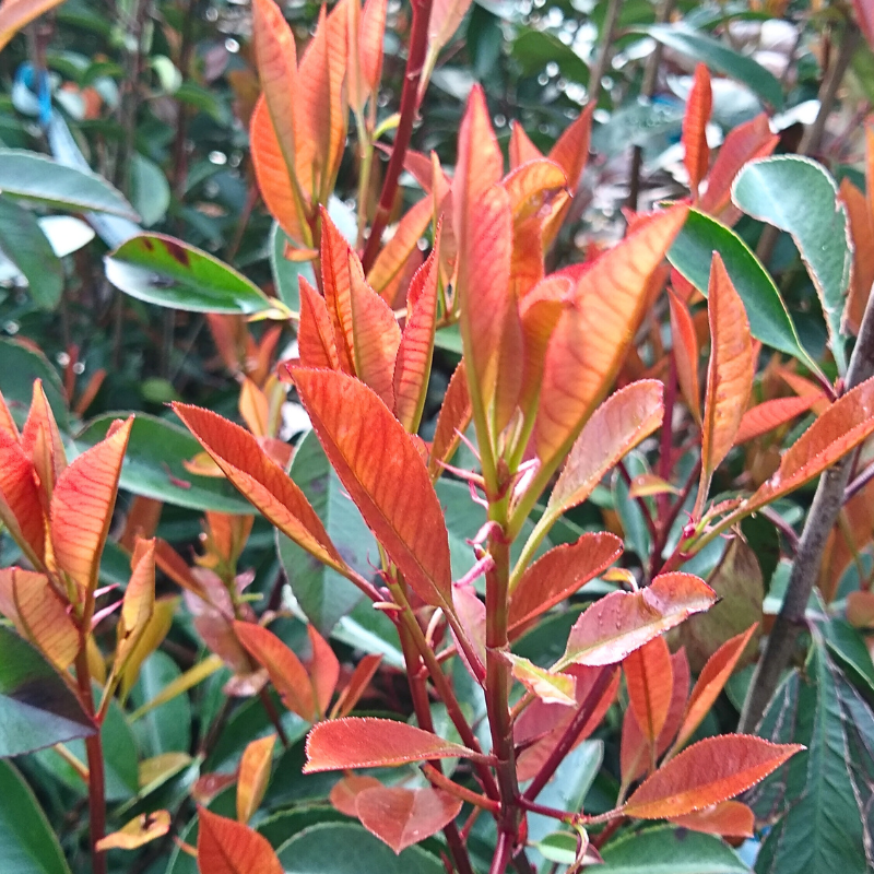 Photinia fraseri camilvy - Photinia fraseri camilvy 40cm