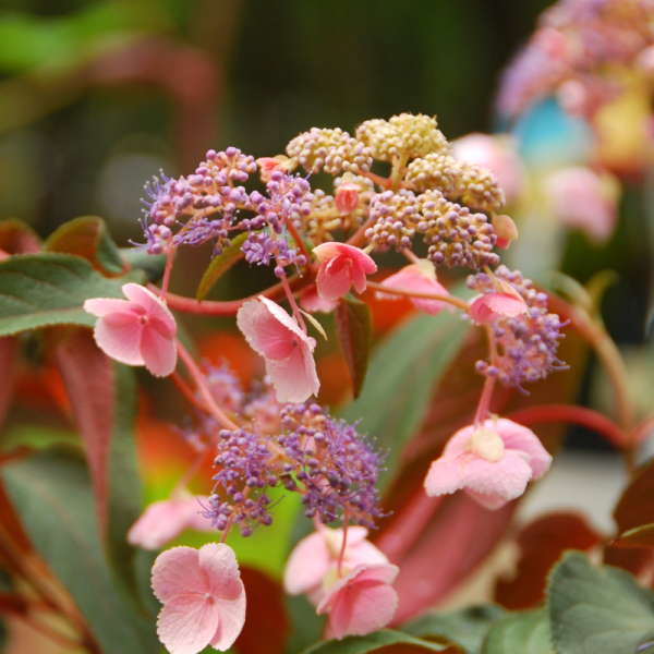 Hortensia aspera hot chocolate - Hydrangea aspera hot chocolate Pot 3L