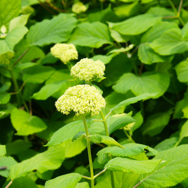 Hortensia arb lime ricky - Hydrangea arb lime ricky Pot 3L