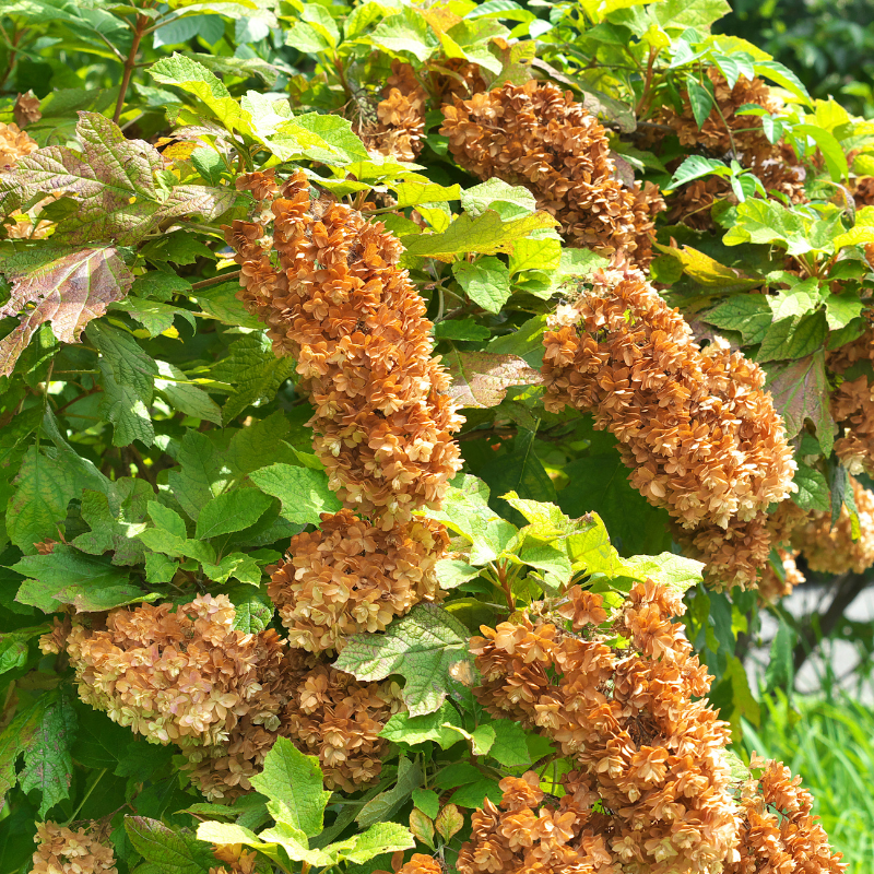 Hortensia quercifolia ruby slippers - Hydrangea que ruby slippers Pot 3L