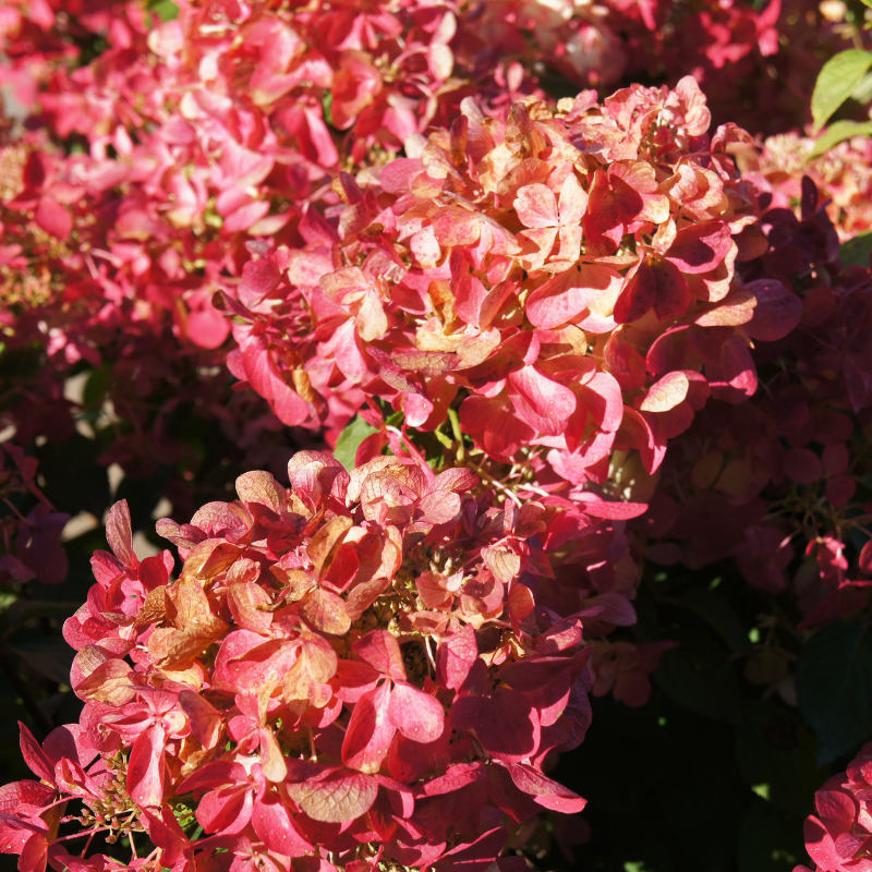 Hortensia paniculata diamant rouge - Hydrangea paniculata diamant rouge Pot 3L