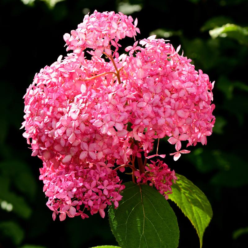 Hortensia arb pink annabelle - Hydrangea arb pink annabelle Pot 3L