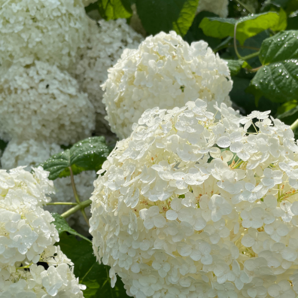 Hortensia arb strong annabelle - Hydrangea arb strong annabelle Pot 3L