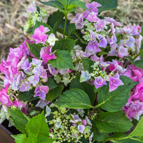 Hortensia macrophylla magical mix - Hydrangea macrophylla magical mix Pot 2L