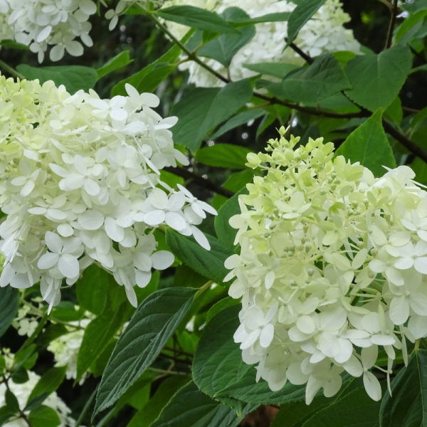 Hortensia paniculata limelight - Hydrangea paniculata limelight Pot 3L