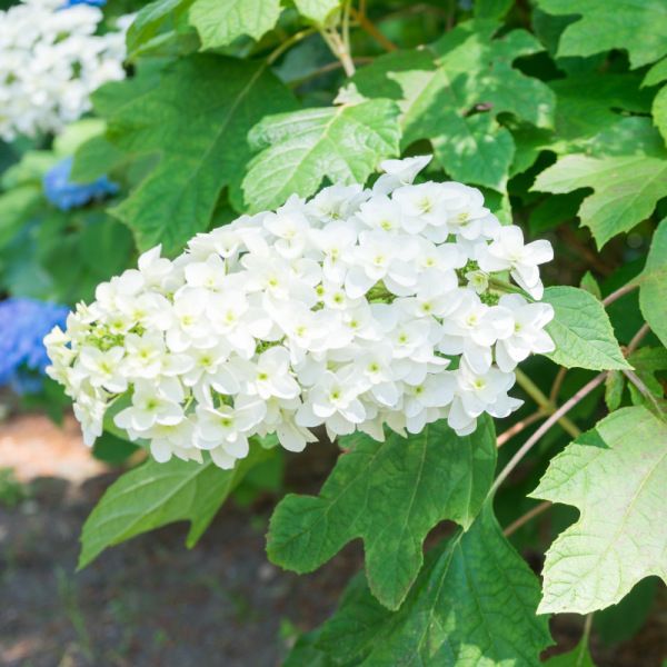 Hortensia quercifolia sikes dwarf - Hydrangea quercifolia sikes dwarf Pot 3L