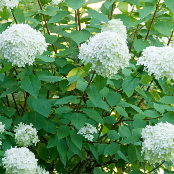 Hortensia paniculata bobo - Hydrangea paniculata bobo Pot 3L