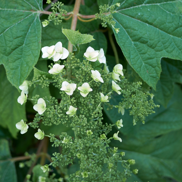 Hortensia quercifolia alice - Hydrangea quercifolia alice Pot 3L