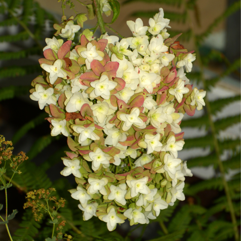 Hortensia querc snowflake - Hydrangea querc snowflake Pot 3L