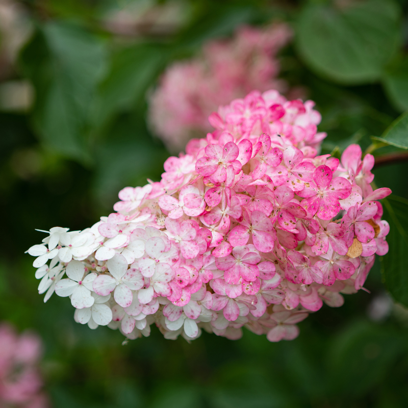 Hortensia paniculata vanille fraise - Hydrangea paniculata vanille fraise Pot 3L