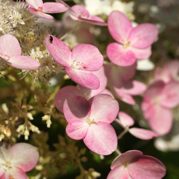 Hortensia paniculata pinky winky - Hydrangea paniculata pinky winky Pot 3L