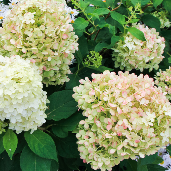 Hortensia paniculata candlelight - Hydrangea paniculata candlelight Pot 3L