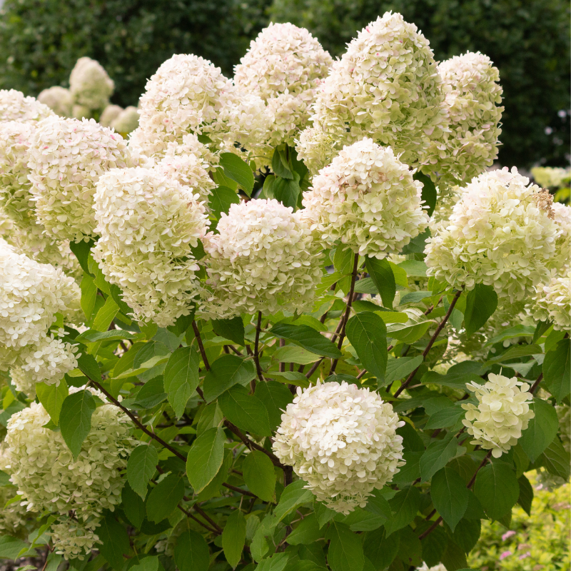 Hortensia pan little spooky - Hydrangea pan little spooky Pot 3L