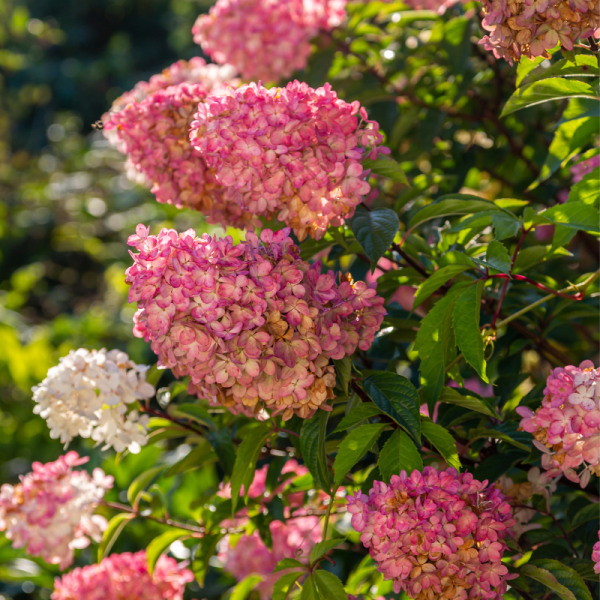 Hortensia paniculata sundae fraise - Hydrangea paniculata sundae fraise Pot 3L