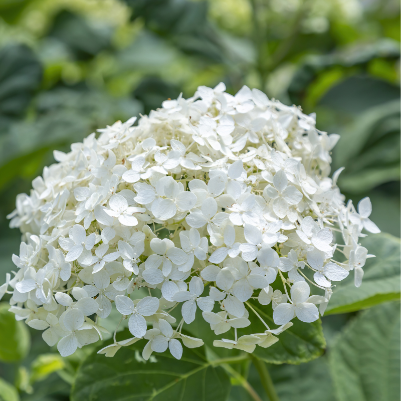 Hortensia paniculata little lime - Hydrangea paniculata little lime Pot 3L