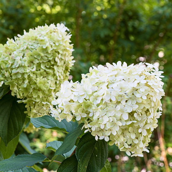 Hortensia paniculata limelight - Hydrangea paniculata limelight Pot 3L