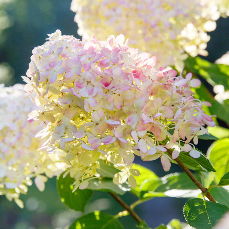 Hortensia paniculata phantom - Hydrangea paniculata phantom Pot 3L