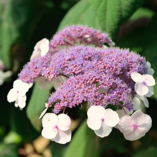 Hortensia aspera macrophylla - Hydrangea aspera macrophylla Pot 3L